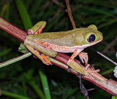 Pithecopus hypochondrialis