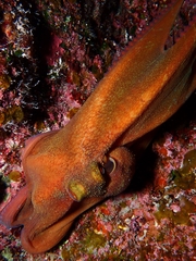 Octopus briareus