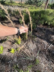 Andropogon cretaceus