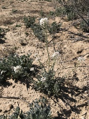 Dimorphocarpa wislizeni