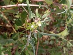 Araujia brachystephana