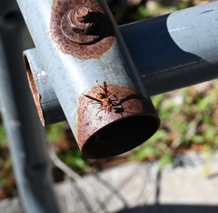 Polistes dorsalis dorsalis