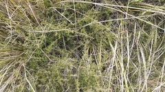 Coprosma cheesemanii