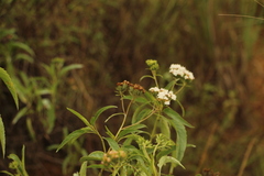 Stevia lucida