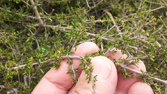 Coprosma cheesemanii