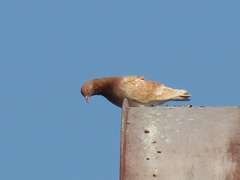 Columba livia domestica