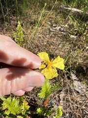 Xyris ambigua