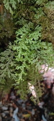 Hymenophyllum caudiculatum
