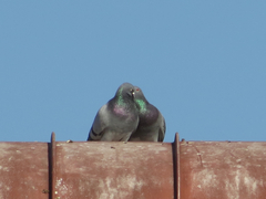 Columba livia domestica