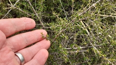 Coprosma cheesemanii