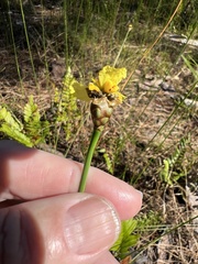 Xyris ambigua