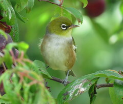 Zosterops lateralis lateralis