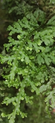 Hymenophyllum caudiculatum