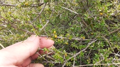 Coprosma cheesemanii