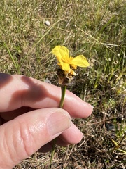 Xyris ambigua