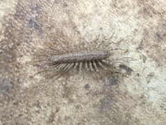 Scutigera coleoptrata