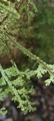 Hymenophyllum caudiculatum