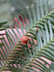 Austroacacidiplosis botrycephalae