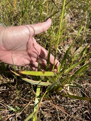 Xyris ambigua