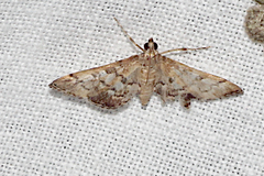 Nacoleia rhoeoalis