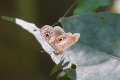 Perophthalma tullius