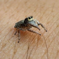 Opisthoncus sexmaculatus