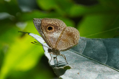 Perophthalma tullius