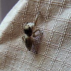 Opisthoncus sexmaculatus