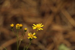 Senecio madagascariensis