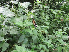 Heliconius ethilla