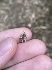 Oemethylus triangularis