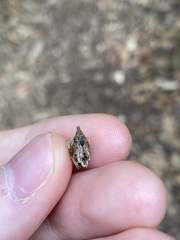 Oemethylus triangularis