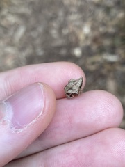 Oemethylus triangularis