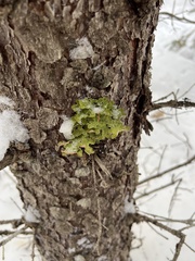 Lobaria pulmonaria