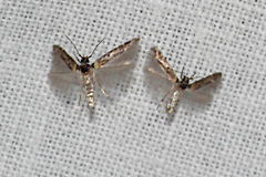 Tineodidae