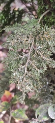 Hymenophyllum plicatum