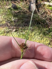 Rhynchospora microcephala