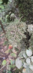Hymenophyllum plicatum