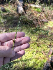 Rhynchospora microcephala