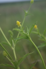 Ranunculus pensylvanicus
