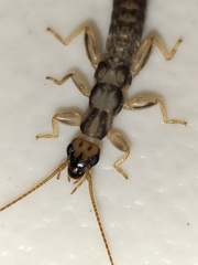 Cranopygia