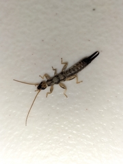 Cranopygia