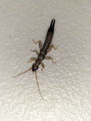 Cranopygia