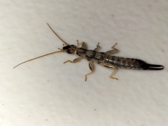 Cranopygia