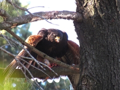 Parabuteo unicinctus