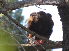 Parabuteo unicinctus