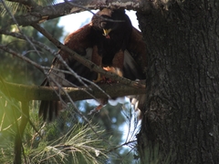 Parabuteo unicinctus