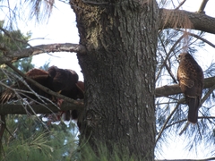 Parabuteo unicinctus