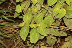 Miconia domociliata