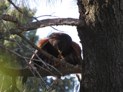 Parabuteo unicinctus